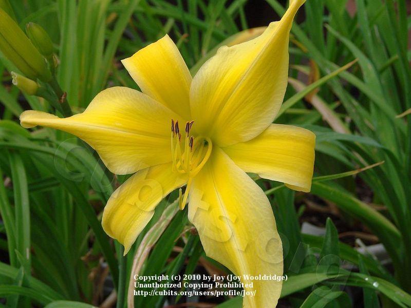Photo of Daylily (Hemerocallis 'Goldner's Bouquet') uploaded by Joy