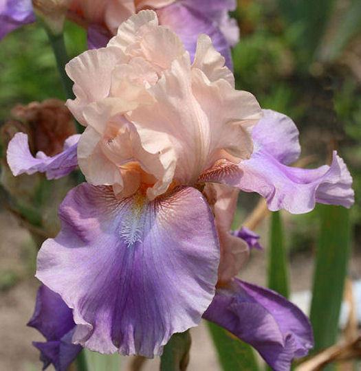 Photo of Tall Bearded Iris (Iris 'Poem of Ecstasy') uploaded by MShadow