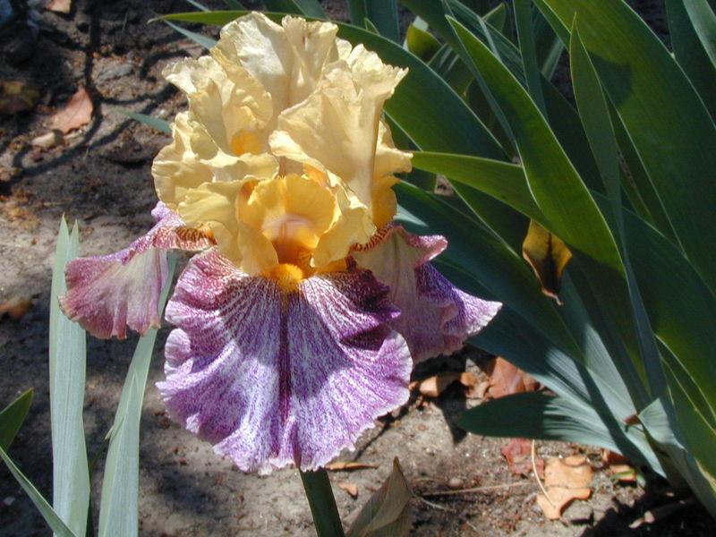 Photo of Tall Bearded Iris (Iris 'Different Design') uploaded by Betja