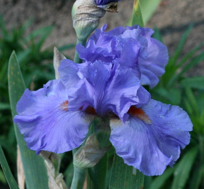 Photo of Tall Bearded Iris (Iris 'Pacific Fire') uploaded by MShadow