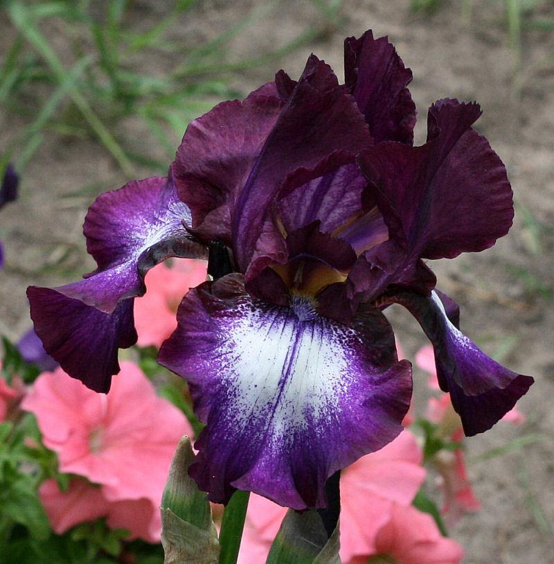 Photo of Tall Bearded Iris (Iris 'Palace Gossip') uploaded by MShadow
