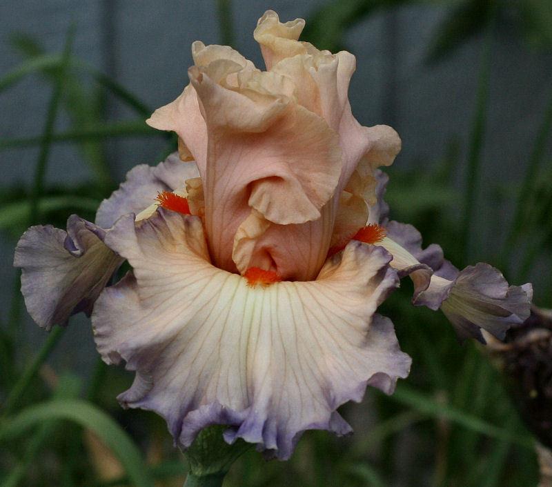 Photo of Tall Bearded Iris (Iris 'Parisian Dawn') uploaded by MShadow