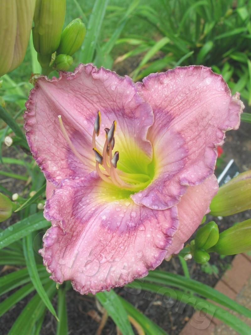 Photo of Daylily (Hemerocallis 'Palace Garden Beauty') uploaded by Calif_Sue