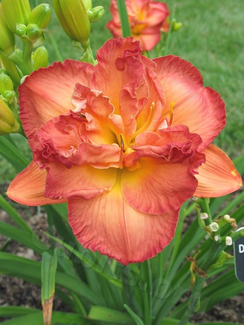 Photo of Daylily (Hemerocallis 'Dinner and a Movie') uploaded by Calif_Sue