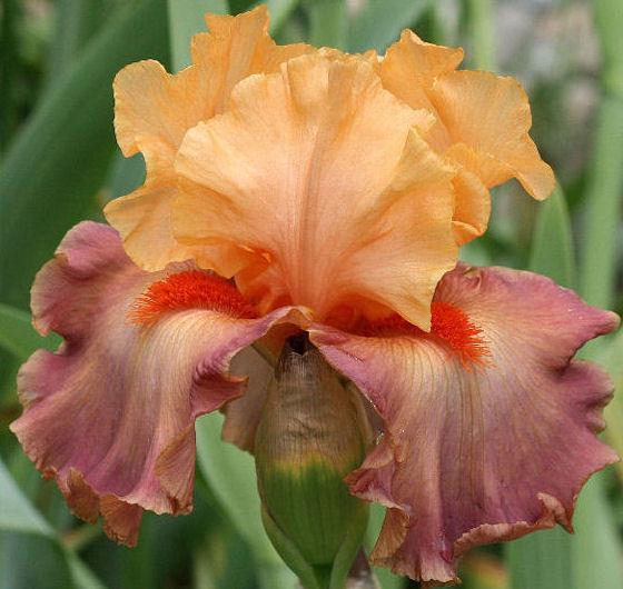 Photo of Tall Bearded Iris (Iris 'Rio') uploaded by MShadow