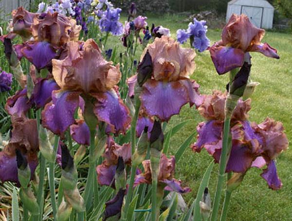 Photo of Tall Bearded Iris (Iris 'Quiet Riot') uploaded by MShadow