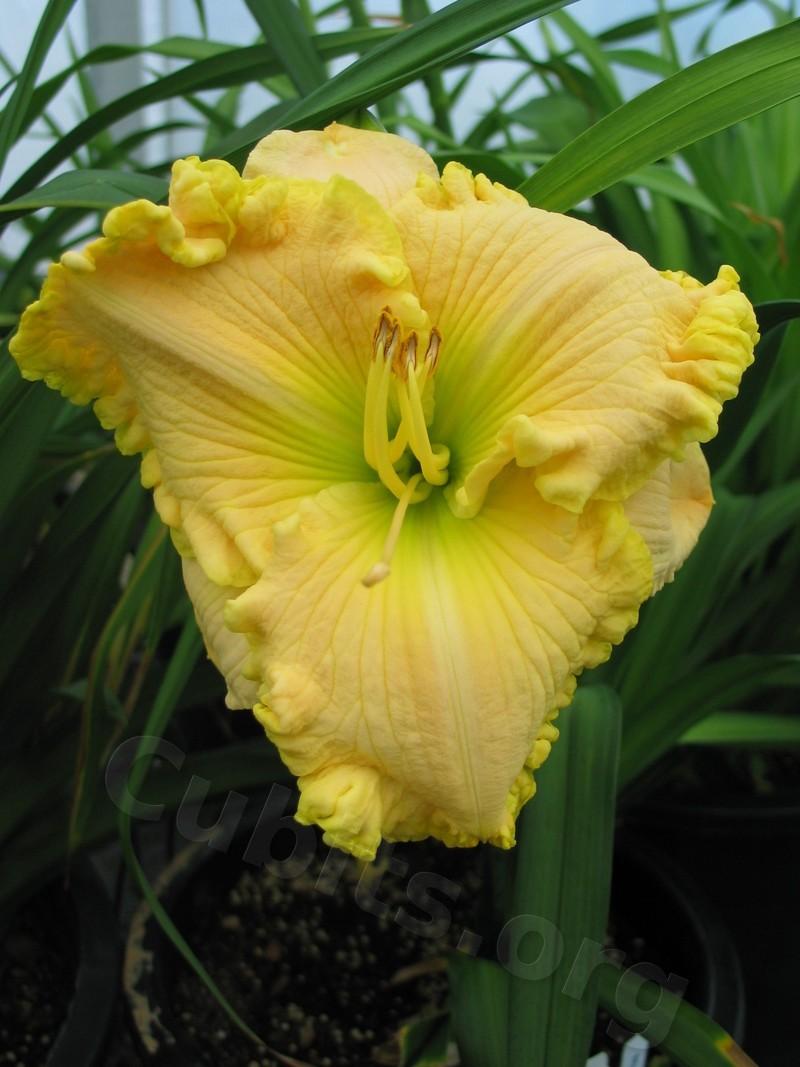 Photo of Daylily (Hemerocallis 'Moment in the Sun') uploaded by Calif_Sue