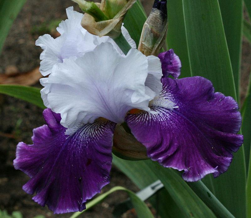 Photo of Tall Bearded Iris (Iris 'Royal Storm') uploaded by MShadow