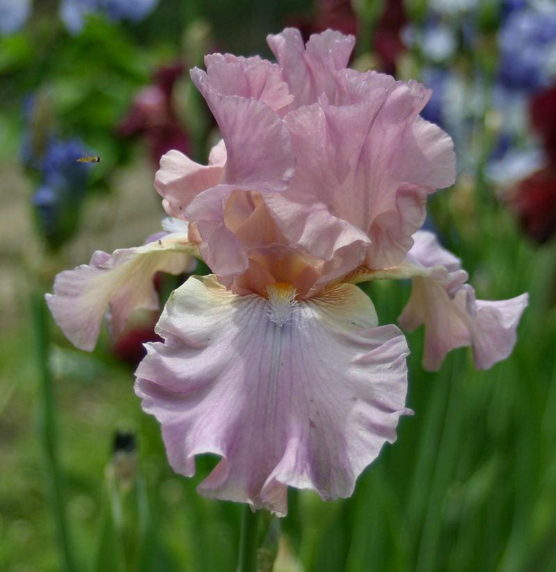 Photo of Tall Bearded Iris (Iris 'Rhapsody in Bloom') uploaded by MShadow