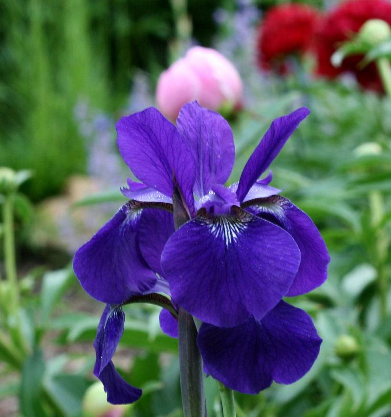Photo of Siberian Iris (Iris 'Caesar's Brother') uploaded by MShadow