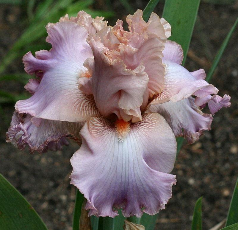 Photo of Tall Bearded Iris (Iris 'Ruth Black') uploaded by MShadow