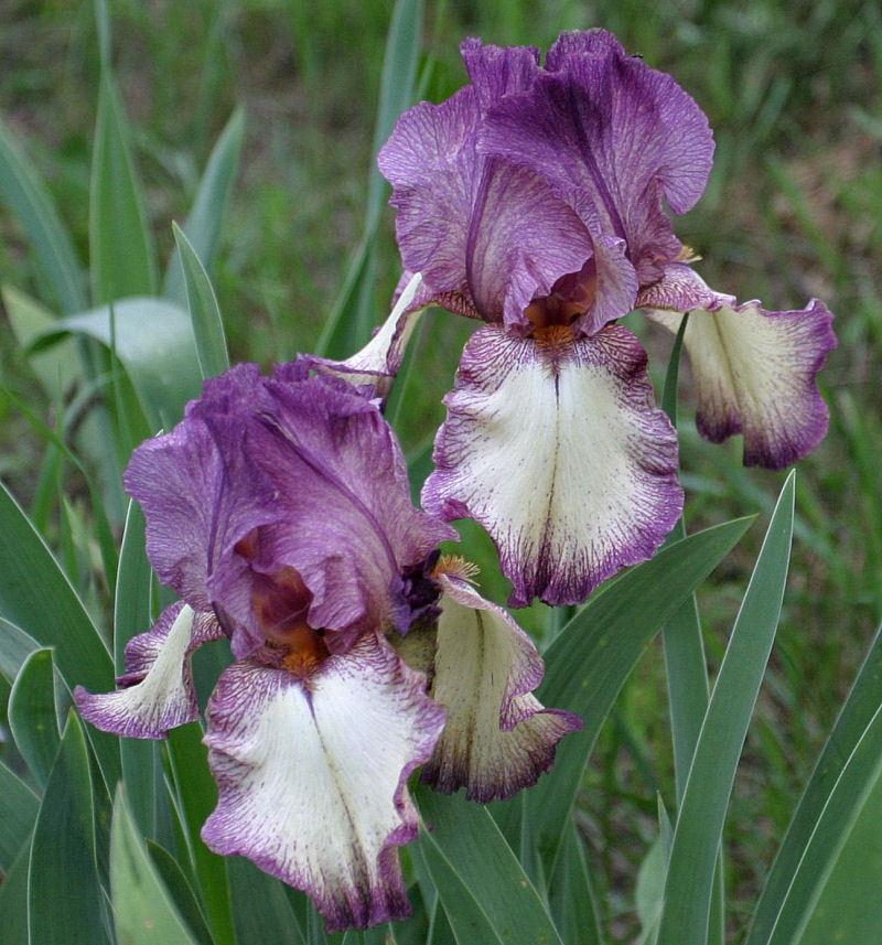 Photo of Tall Bearded Iris (Iris 'Raspberries and Cream') uploaded by MShadow