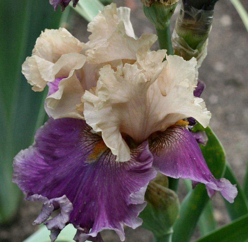 Photo of Tall Bearded Iris (Iris 'Roaring Twenties') uploaded by MShadow