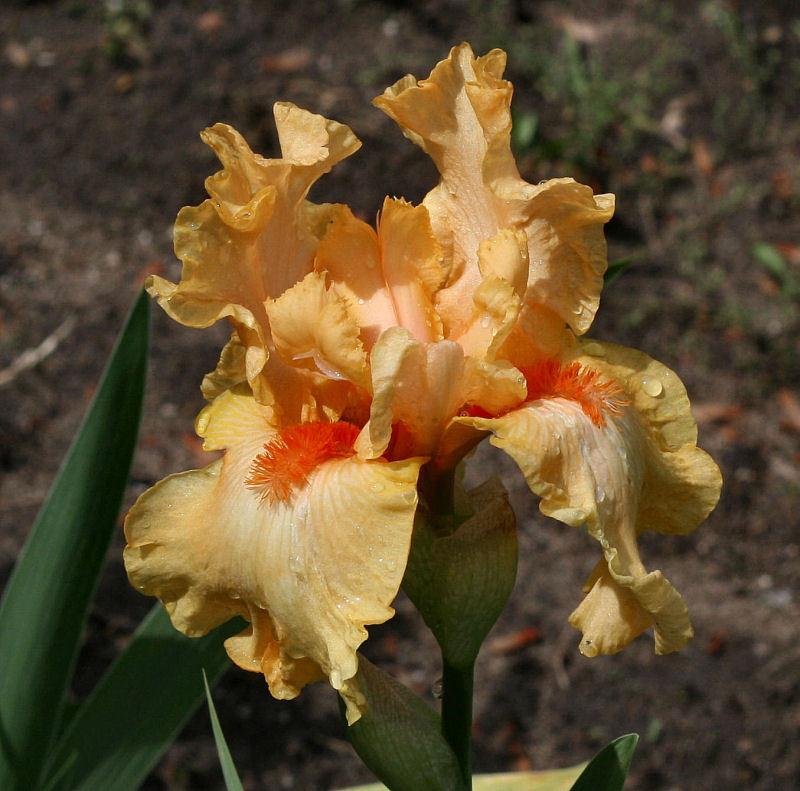 Photo of Tall Bearded Iris (Iris 'Oh So Yummy') uploaded by MShadow