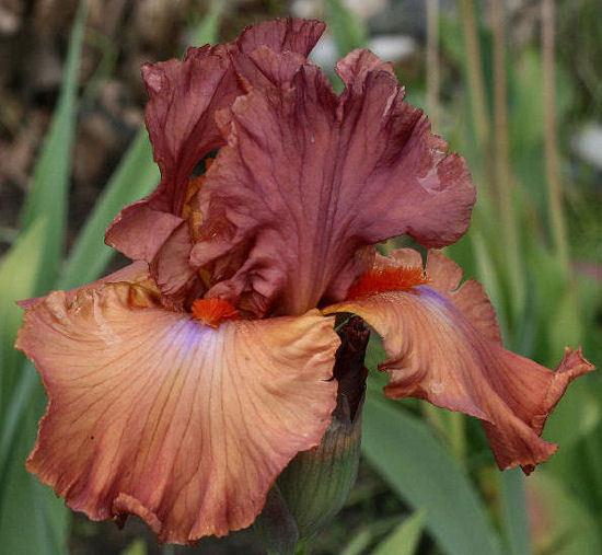 Photo of Tall Bearded Iris (Iris 'Safari Sunset') uploaded by MShadow