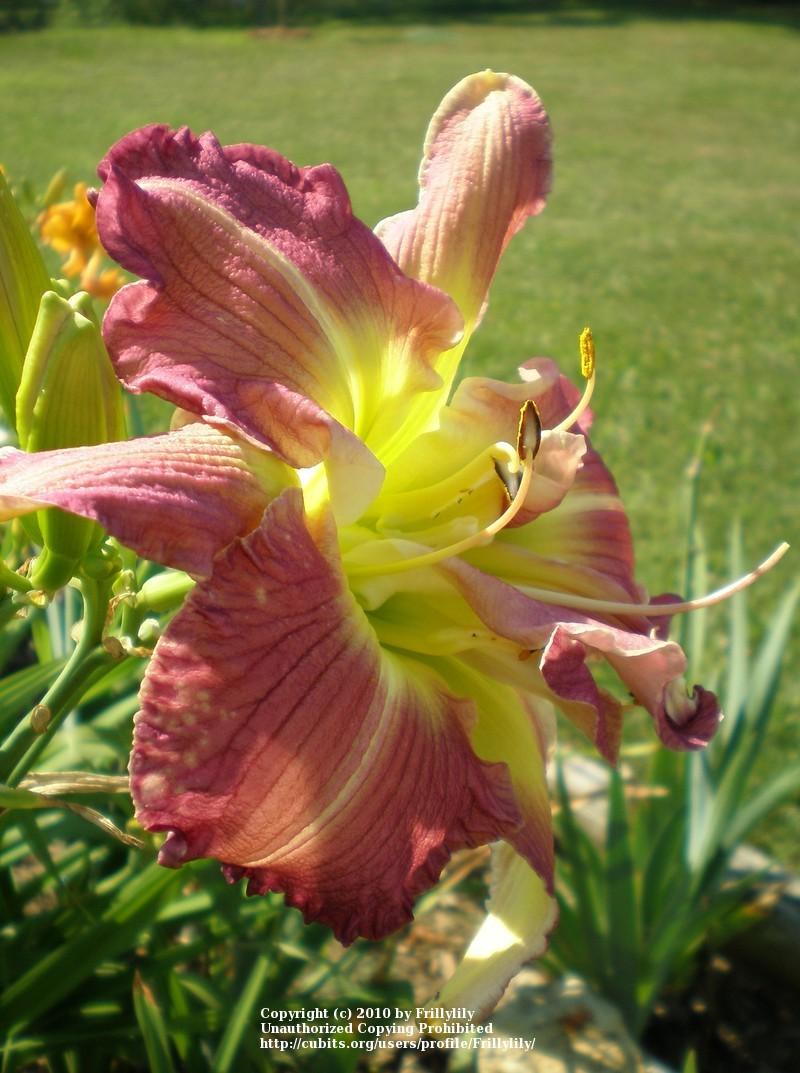 Photo of Daylily (Hemerocallis 'Almost Indecent') uploaded by Frillylily