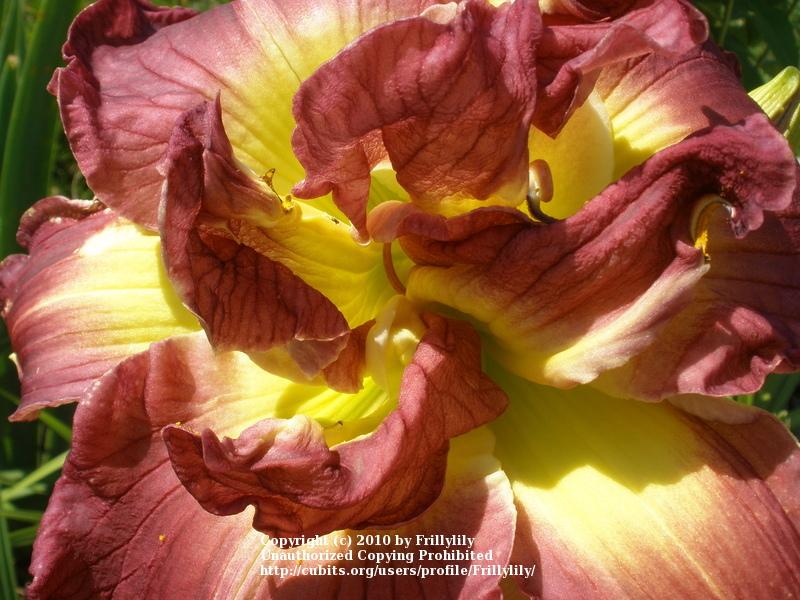Photo of Daylily (Hemerocallis 'Almost Indecent') uploaded by Frillylily