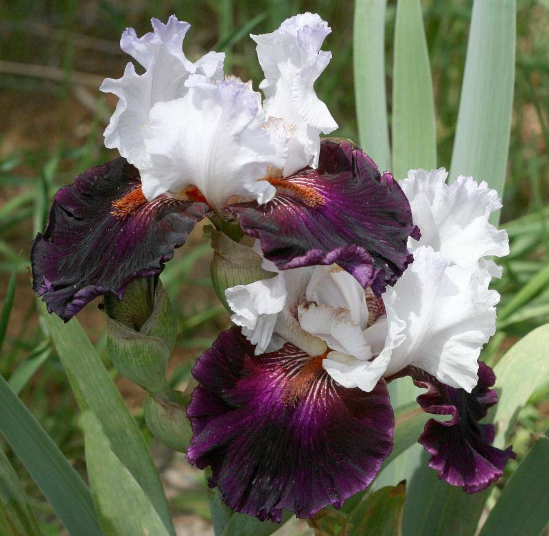 Photo of Tall Bearded Iris (Iris 'Starring') uploaded by MShadow