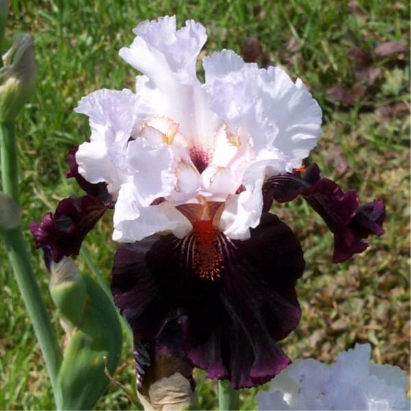 Photo of Tall Bearded Iris (Iris 'Starring') uploaded by avmoran