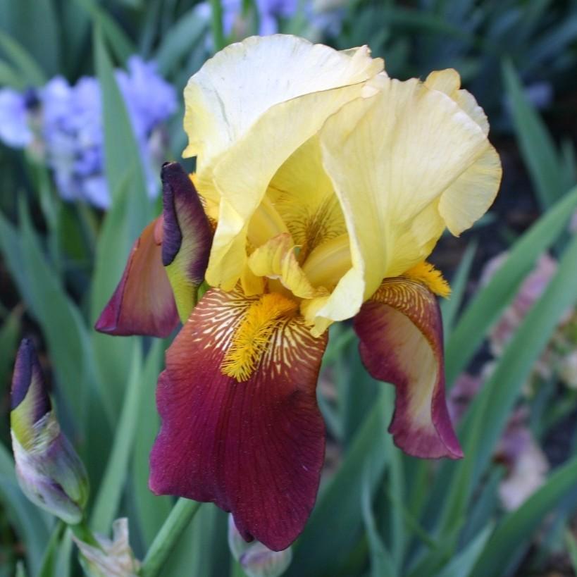 Photo of Tall Bearded Iris (Iris 'Accent') uploaded by avmoran