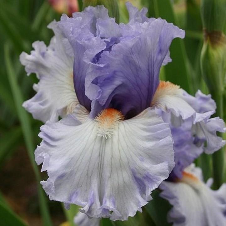 Photo of Tall Bearded Iris (Iris 'Adoregon') uploaded by avmoran