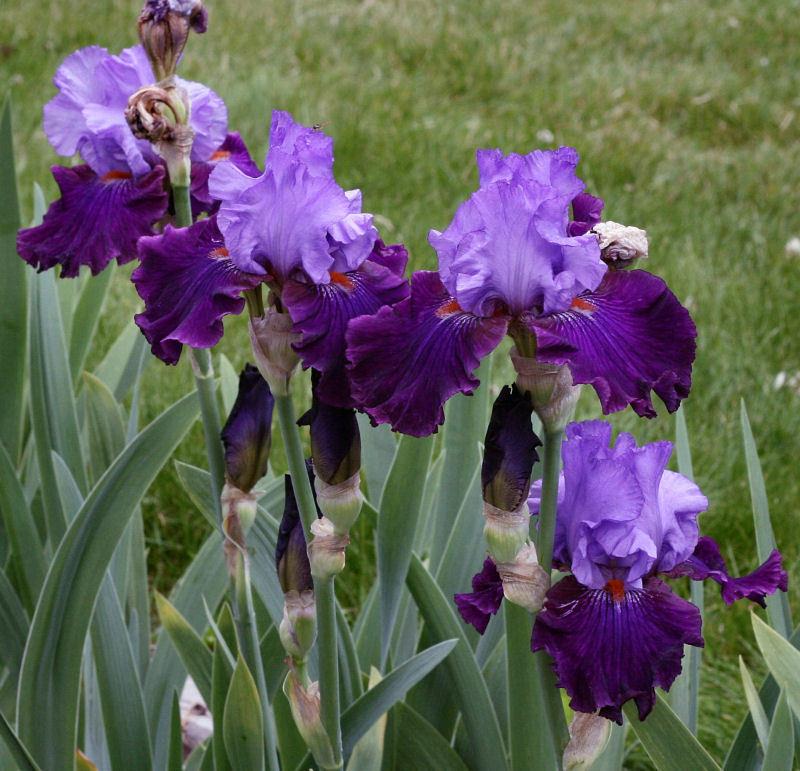 Photo of Tall Bearded Iris (Iris 'Socialist') uploaded by MShadow