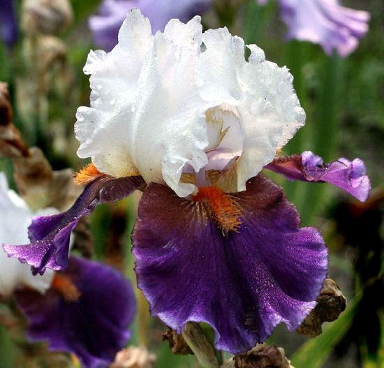 Photo of Tall Bearded Iris (Iris 'Sharpshooter') uploaded by MShadow