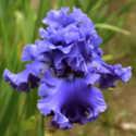 We're Celebrating Irises This Week!