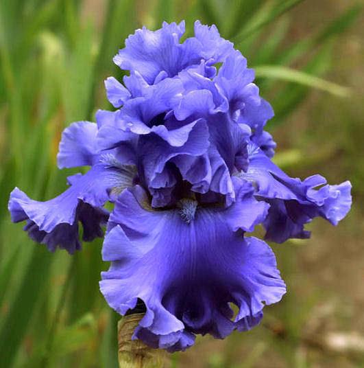 Photo of Tall Bearded Iris (Iris 'Sea Power') uploaded by MShadow