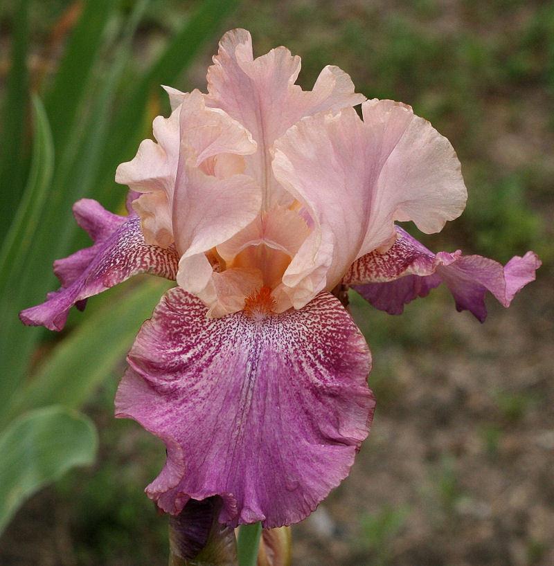 Photo of Tall Bearded Iris (Iris 'Slapstick') uploaded by MShadow