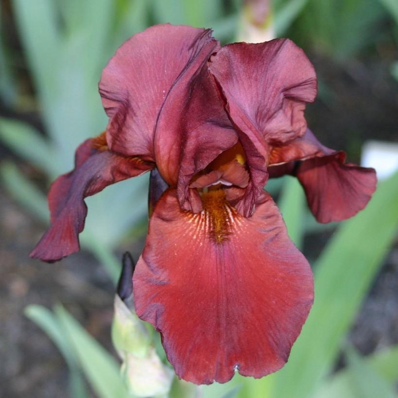 Photo of Tall Bearded Iris (Iris 'Almaden') uploaded by avmoran