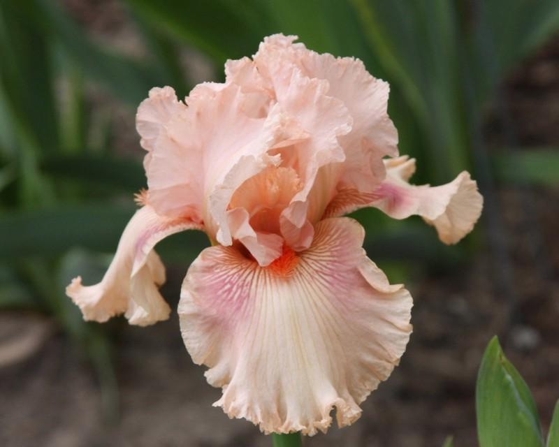 Photo of Tall Bearded Iris (Iris 'Augustine') uploaded by avmoran