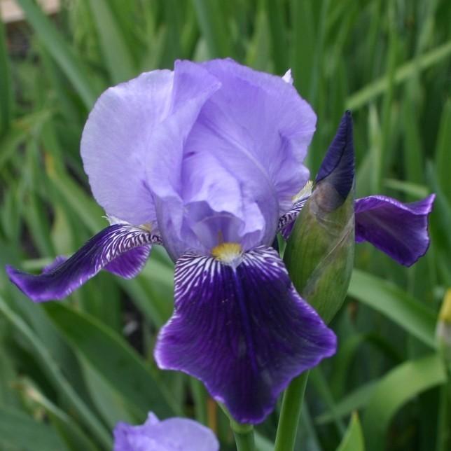 Photo of Irises (Iris) uploaded by avmoran