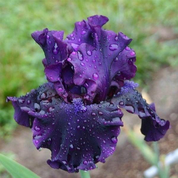 Photo of Tall Bearded Iris (Iris 'Badlands') uploaded by avmoran