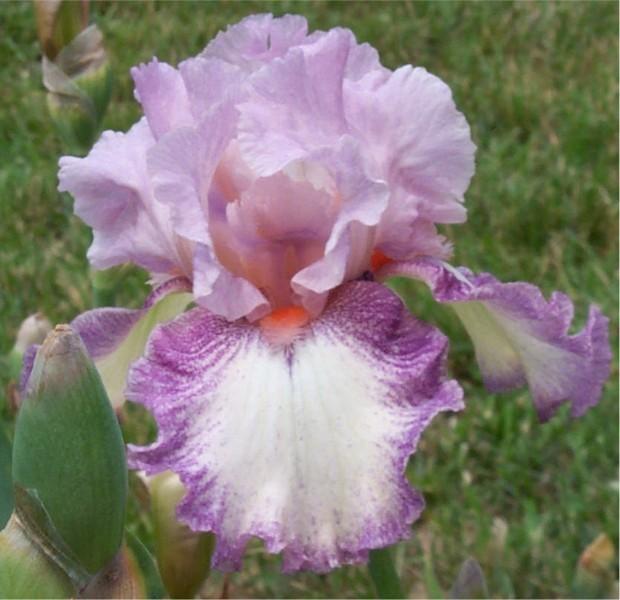 Photo of Tall Bearded Iris (Iris 'Confidante') uploaded by avmoran