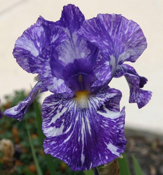 Photo of Border Bearded Iris (Iris 'Batik') uploaded by avmoran