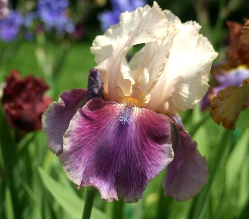 Photo of Tall Bearded Iris (Iris 'So Fresh') uploaded by MShadow