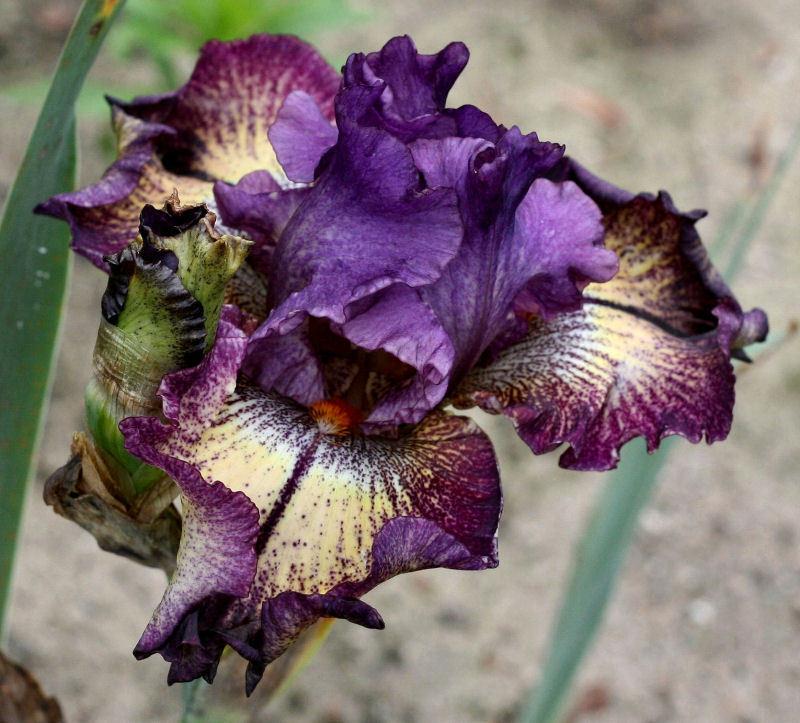 Photo of Tall Bearded Iris (Iris 'Out of the Dark') uploaded by MShadow