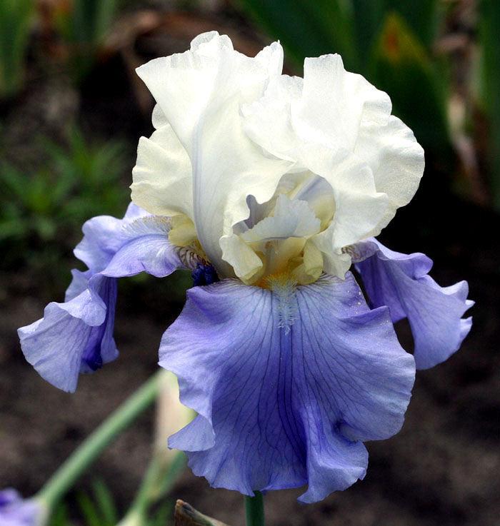 Photo of Tall Bearded Iris (Iris 'Stairway to Heaven') uploaded by MShadow