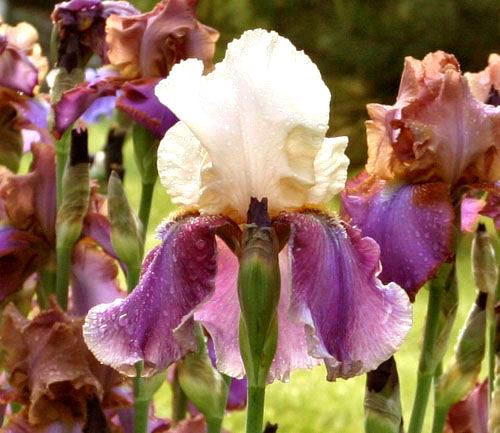 Photo of Tall Bearded Iris (Iris 'So Fresh') uploaded by MShadow