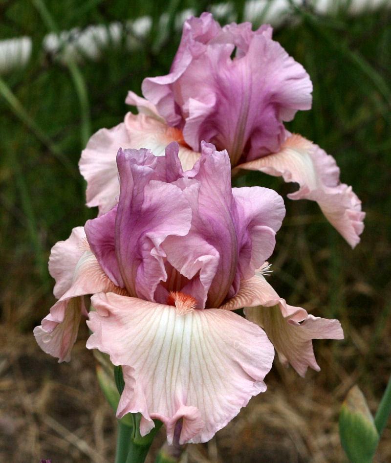 Photo of Tall Bearded Iris (Iris 'Spring Tidings') uploaded by MShadow