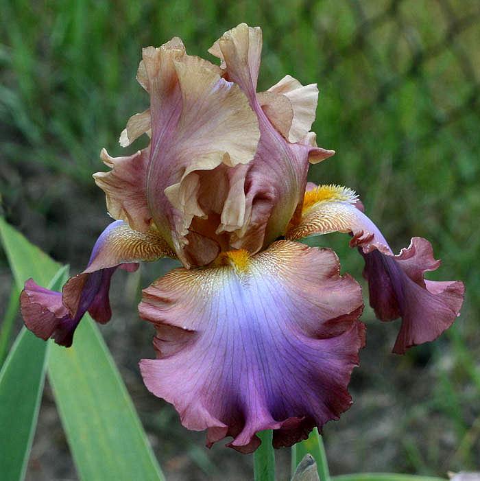 Photo of Tall Bearded Iris (Iris 'Tamara Kay') uploaded by MShadow