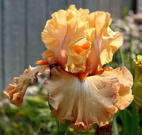 Photo of Tall Bearded Iris (Iris 'Temple of Time') uploaded by MShadow