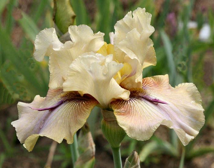 Photo of Tall Bearded Iris (Iris 'Thornbird') uploaded by MShadow