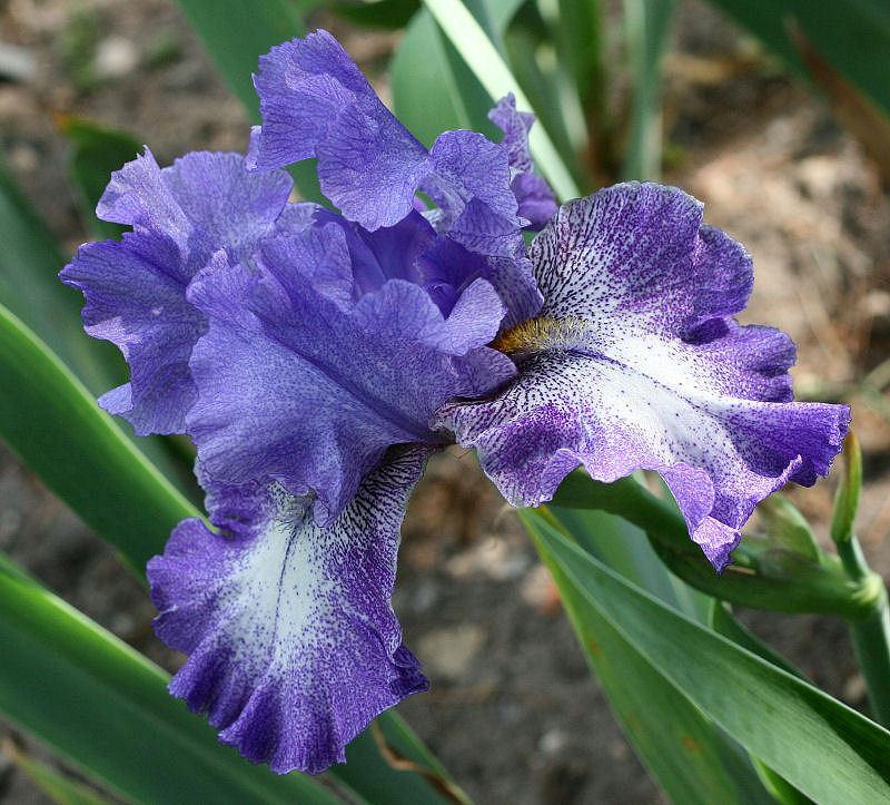 Photo of Tall Bearded Iris (Iris 'Violet Shimmer') uploaded by MShadow