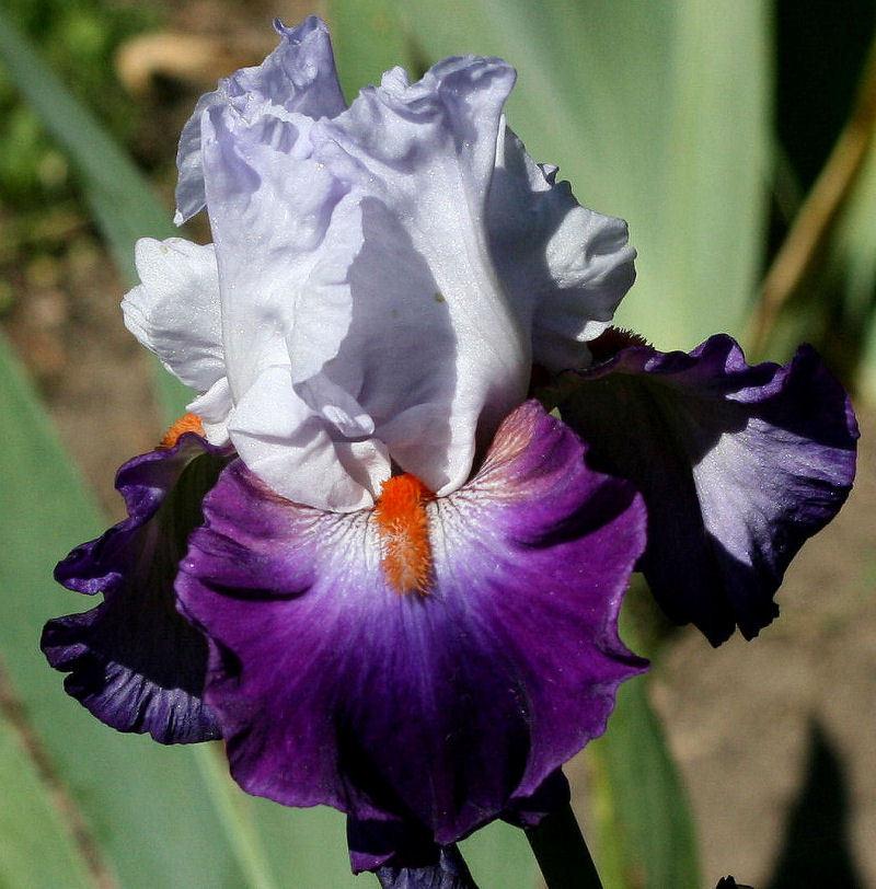 Photo of Tall Bearded Iris (Iris 'Team Spirit') uploaded by MShadow