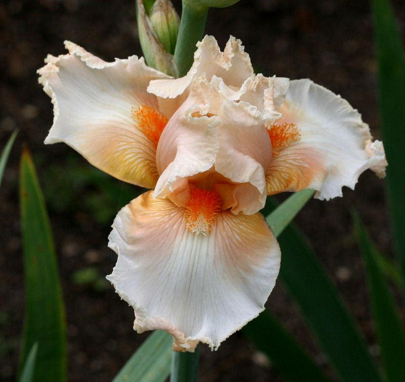 Photo of Tall Bearded Iris (Iris 'Tropical Passion') uploaded by MShadow