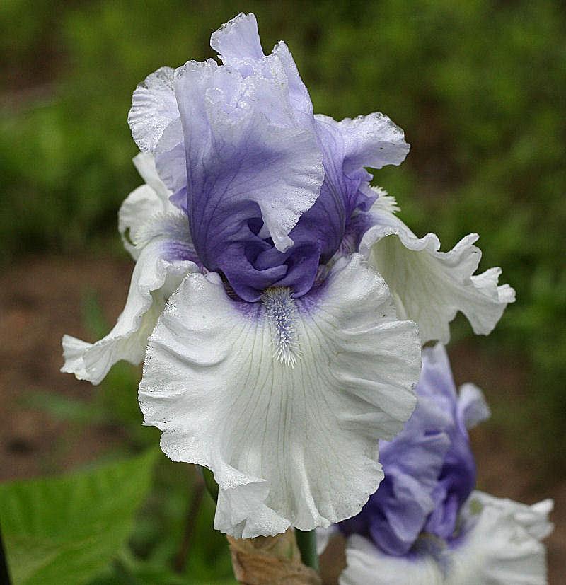 Photo of Tall Bearded Iris (Iris 'Wintry Sky') uploaded by MShadow