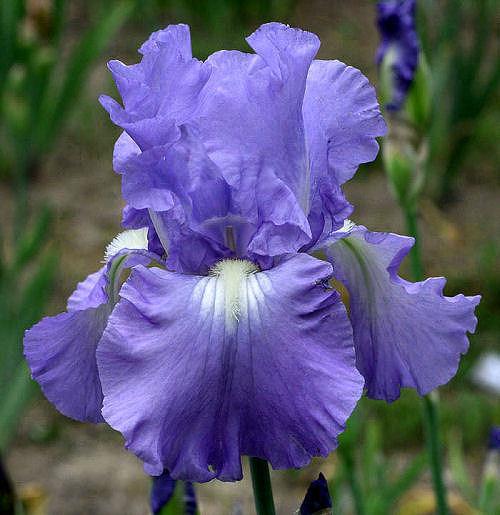 Photo of Tall Bearded Iris (Iris 'Victoria Falls') uploaded by MShadow