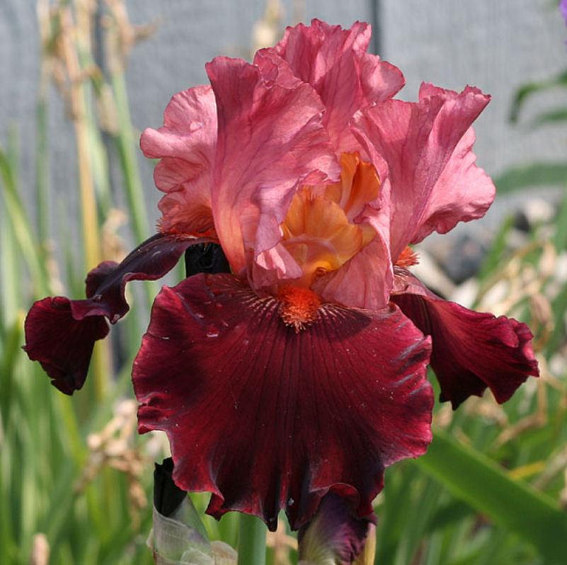 Photo of Tall Bearded Iris (Iris 'Wearing Rubies') uploaded by MShadow